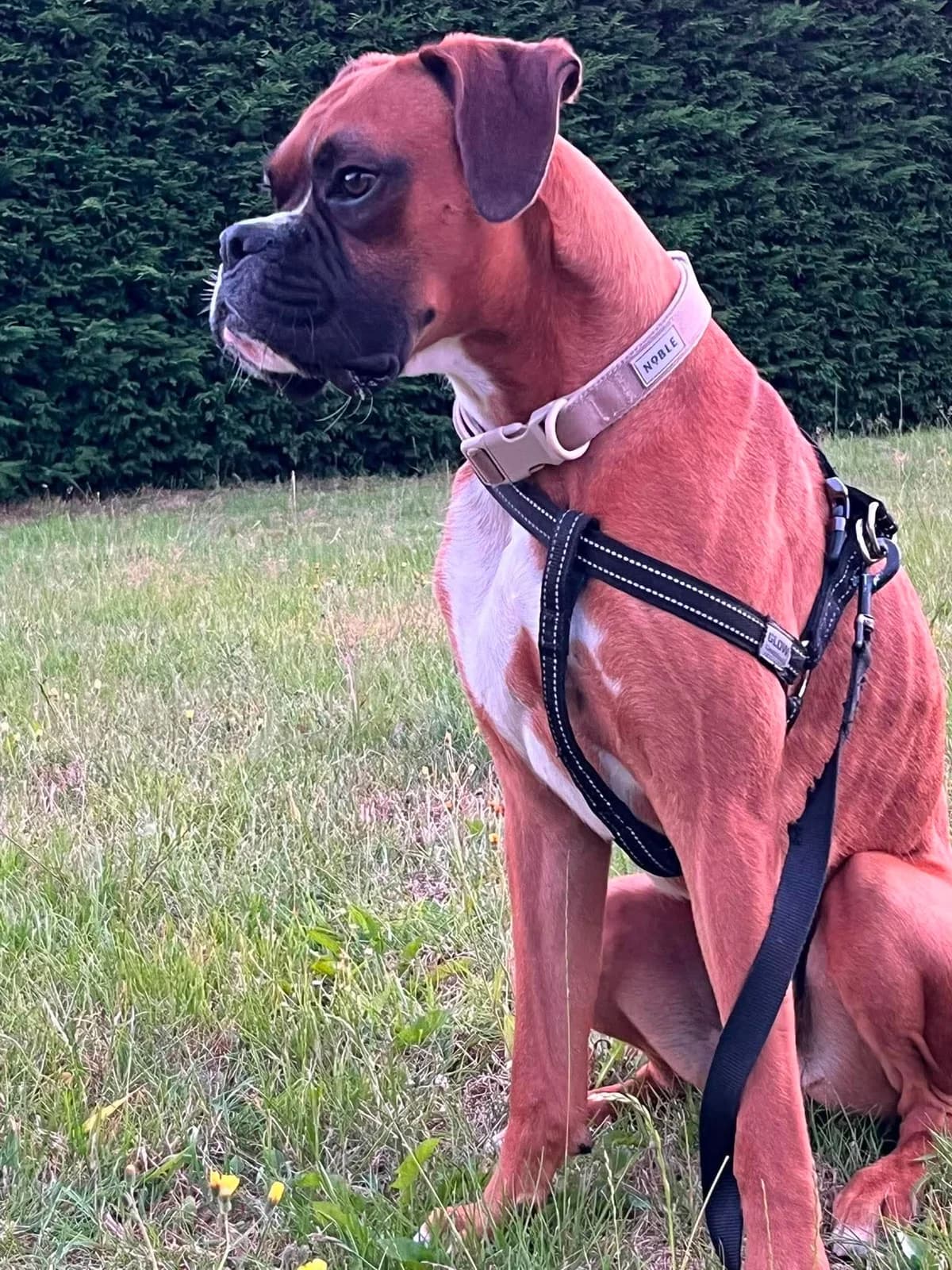 Rolo, young mixed breed for adoption at HW Animal Rescue