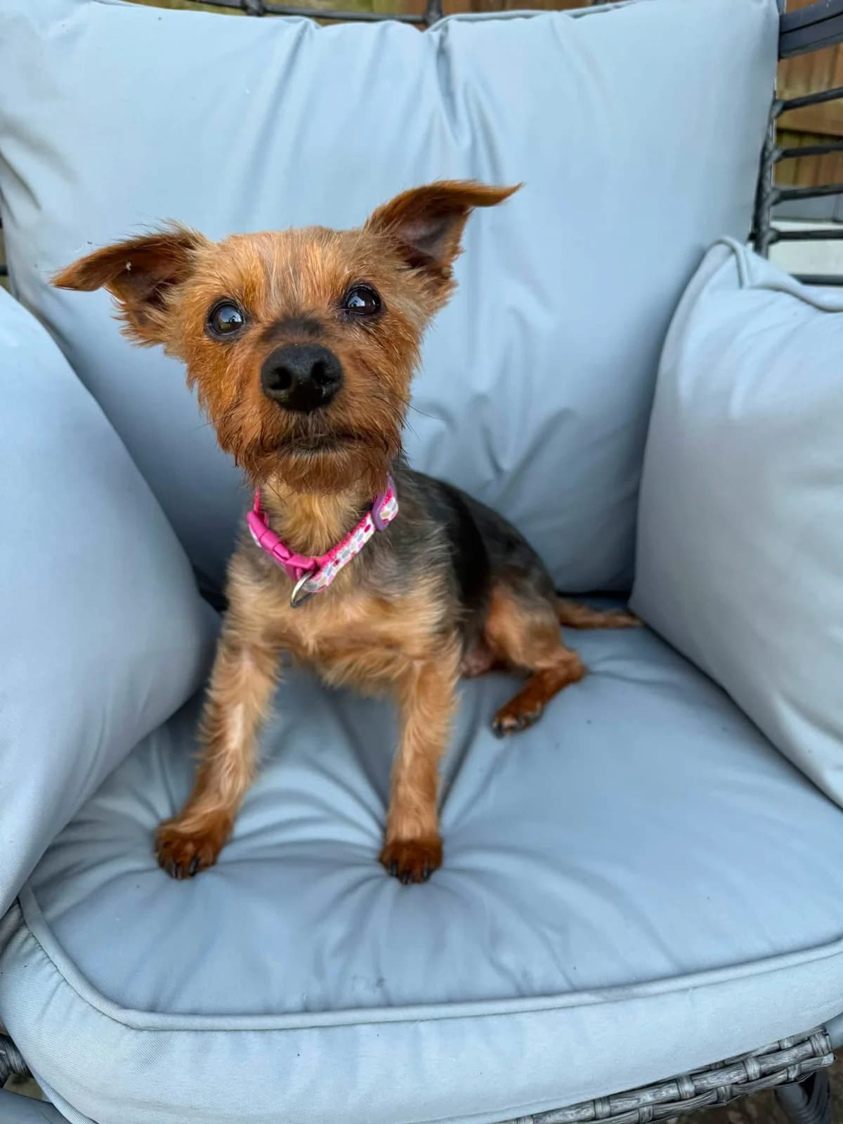 Tilly, senior mixed breed for adoption at HW Animal Rescue