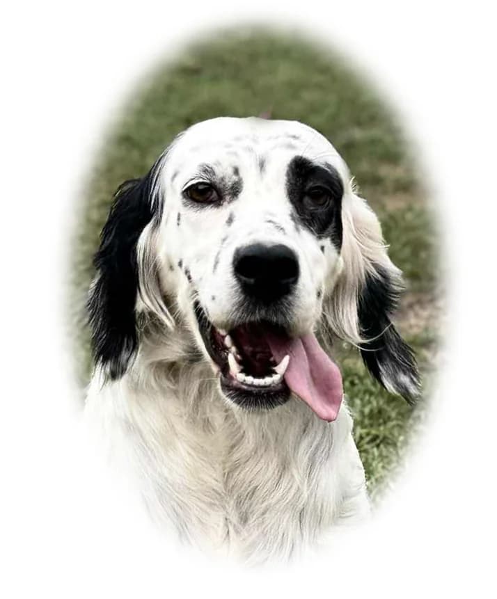 Evie, female Irish Setter for adoption at Independent Setter Rescue