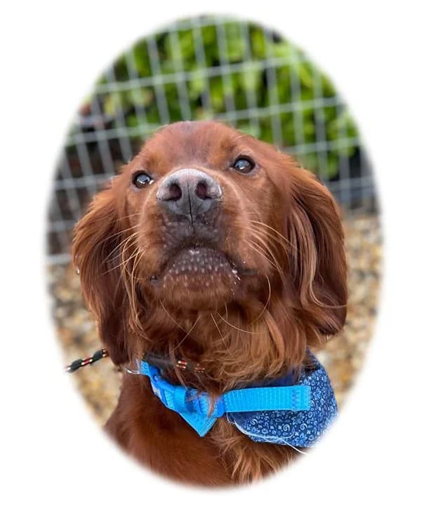 Bosco, male Irish Setter for adoption at Independent Setter Rescue