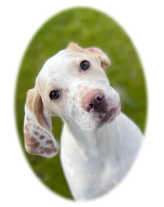 Ash & Arran, puppy Irish Setter for adoption at Independent Setter Rescue