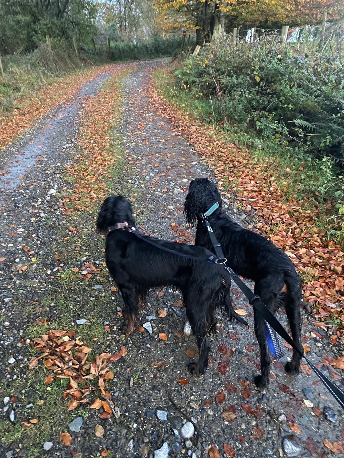 Ollie & Willow, 4yo Irish Setter for adoption at Independent Setter Rescue
