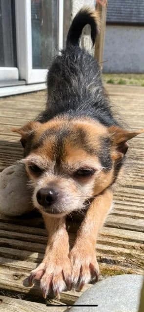 Baba, male senior mixed breed for adoption at Islay Dog Rescue, Cumnock (Ayrshire)