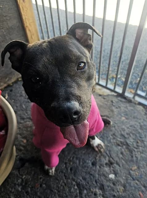 Cali AVAILABLE, female 6yo Staffordshire Bull Terrier for adoption at Islay Dog Rescue, Cumnock (Ayrshire)