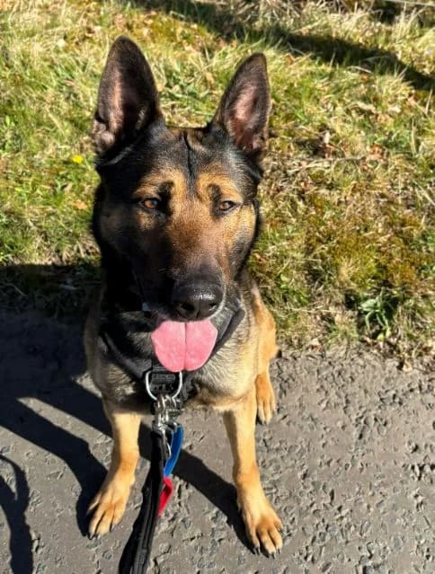 Captain AVAILABLE, male 4yo mixed breed for adoption at Islay Dog Rescue, Cumnock (Ayrshire)