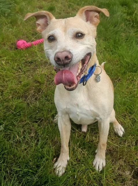 Charlie, male senior Mixed Breed for adoption at Islay Dog Rescue, Cumnock (Ayrshire)