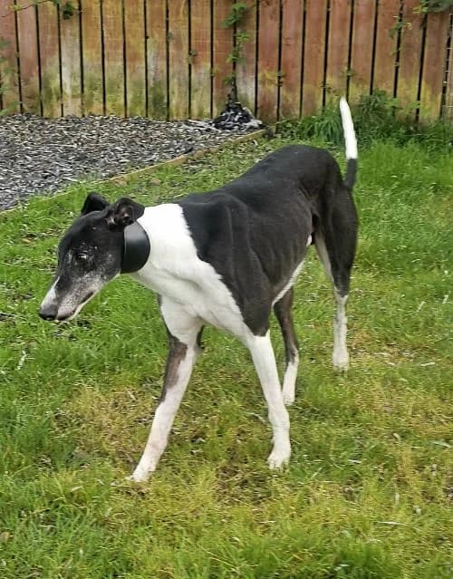 Chico AVAILABLE, male 4yo Greyhound for adoption at Islay Dog Rescue, Cumnock (Ayrshire)
