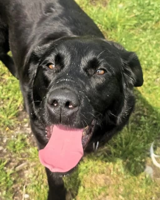 Daisy AVAILABLE, female 5yo Labrador Retriever for adoption at Islay Dog Rescue, Cumnock (Ayrshire)