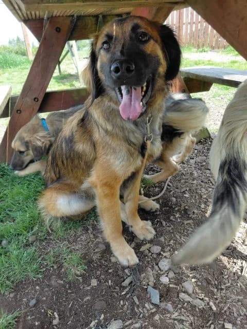 Dakota AVAILABLE, female puppy Mixed Breed for adoption at Islay Dog Rescue, Cumnock (Ayrshire)