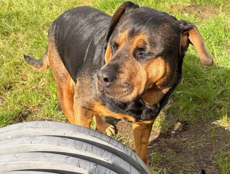 Dusty, female young Rottweiler for adoption at Islay Dog Rescue, Cumnock (Ayrshire)