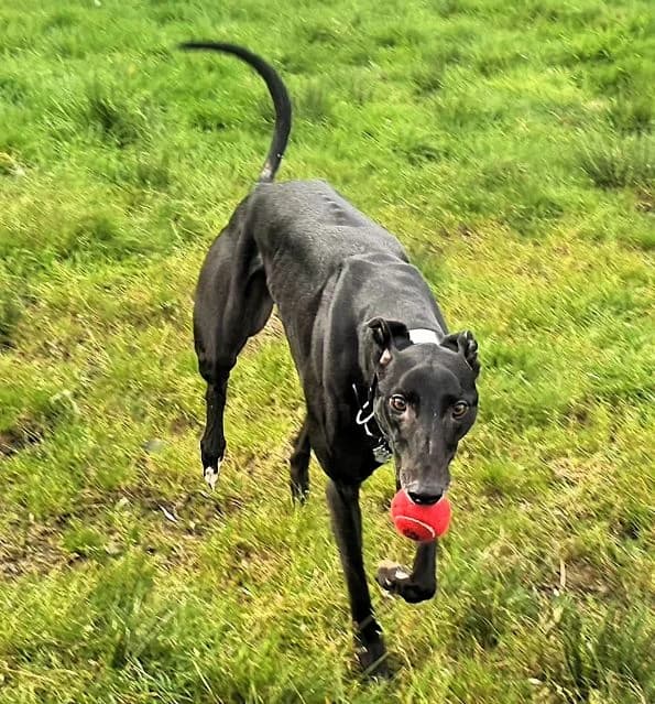Greg AVAILABLE, male young Greyhound for adoption at Islay Dog Rescue, Cumnock (Ayrshire)