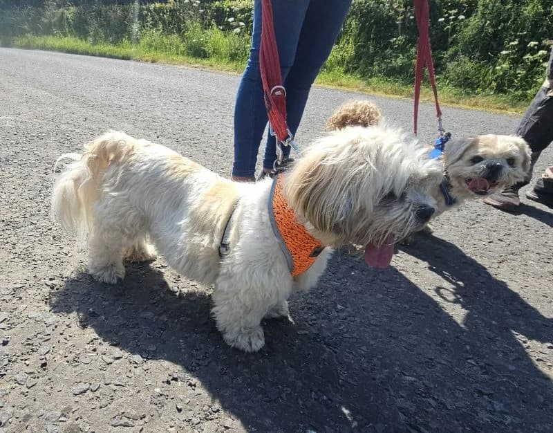 Henry AVAILABLE, male young mixed breed for adoption at Islay Dog Rescue, Cumnock (Ayrshire)
