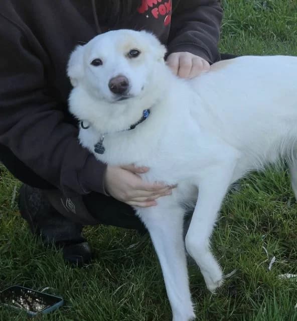 Ivy AVAILABLE, female young Mixed Breed for adoption at Islay Dog Rescue, Cumnock (Ayrshire)