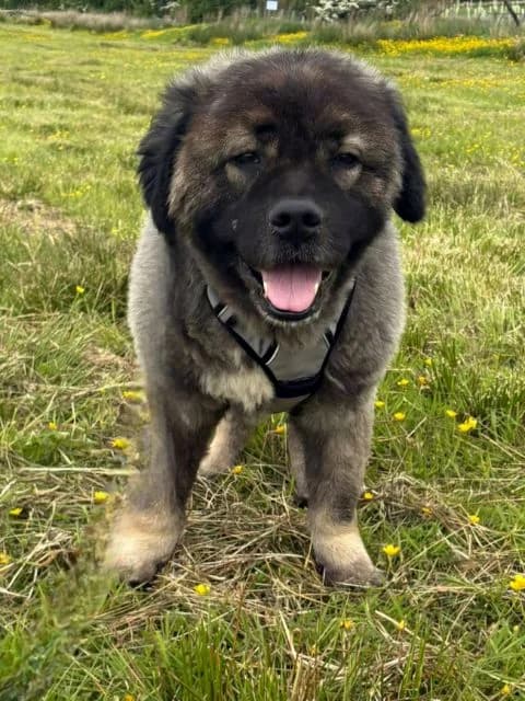 Jack AVAILABLE, male 7yo Mastiff for adoption at Islay Dog Rescue, Cumnock (Ayrshire)
