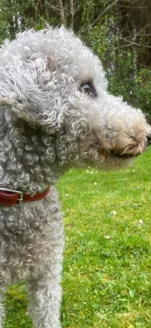 Jasper, female 4yo mixed breed for adoption at Islay Dog Rescue, Cumnock (Ayrshire)