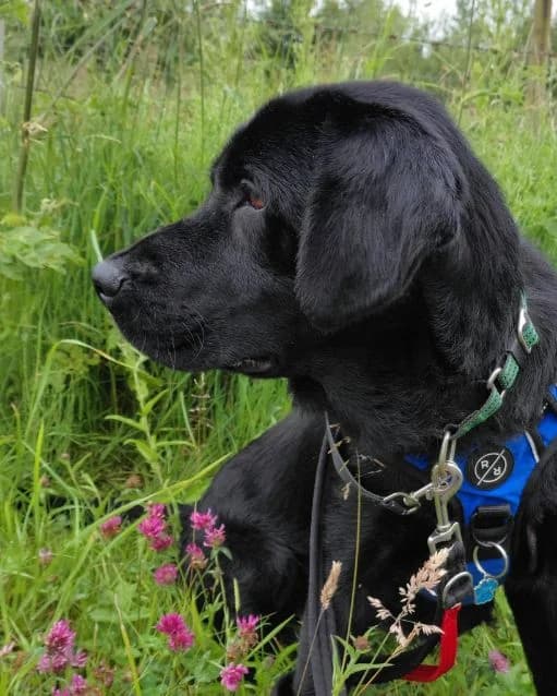Junior AVAILABLE, male 3yo Labrador Retriever for adoption at Islay Dog Rescue, Cumnock (Ayrshire)