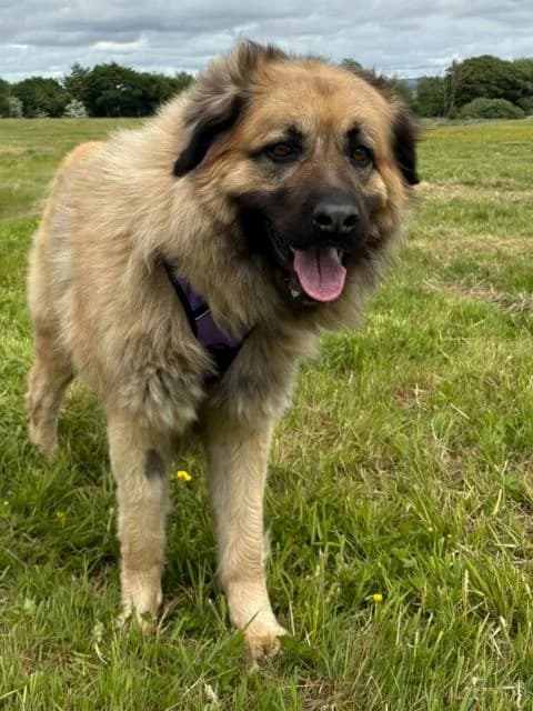 Kaia AVAILABLE, female 4yo mixed breed for adoption at Islay Dog Rescue, Cumnock (Ayrshire)