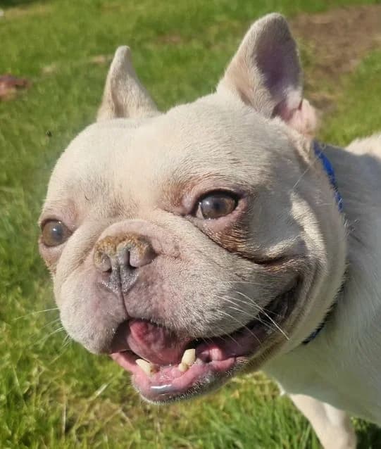 Kaiser AVAILABLE, male 5yo Bull Terrier for adoption at Islay Dog Rescue, Cumnock (Ayrshire)
