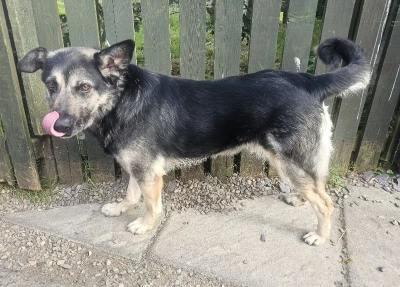 Kiaus, male 6yo Mixed Breed for adoption at Islay Dog Rescue, Cumnock (Ayrshire)