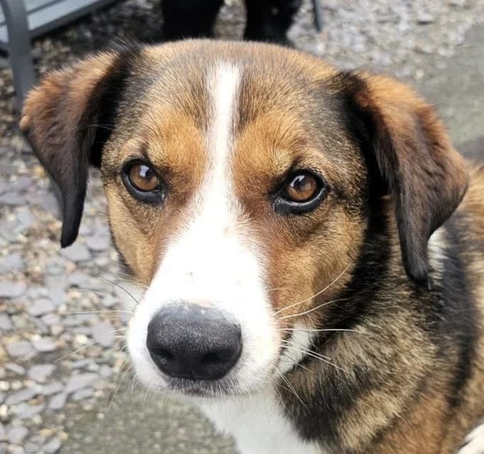 Laki, male 7yo Mixed Breed for adoption at Islay Dog Rescue, Cumnock (Ayrshire)