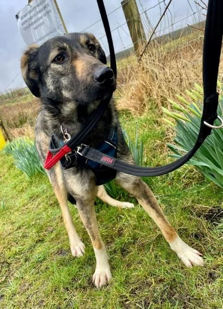 Leonie, female young Mixed Breed for adoption at Islay Dog Rescue, Cumnock (Ayrshire)