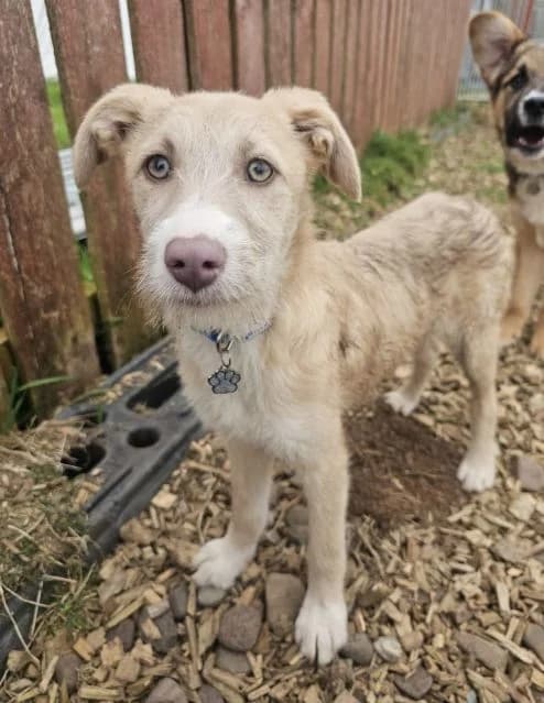 Lily AVAILABLE, female puppy Mixed Breed for adoption at Islay Dog Rescue, Cumnock (Ayrshire)