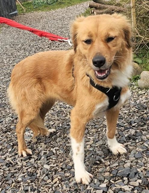 Lina AVAILABLE, female 5yo Mixed Breed for adoption at Islay Dog Rescue, Cumnock (Ayrshire)