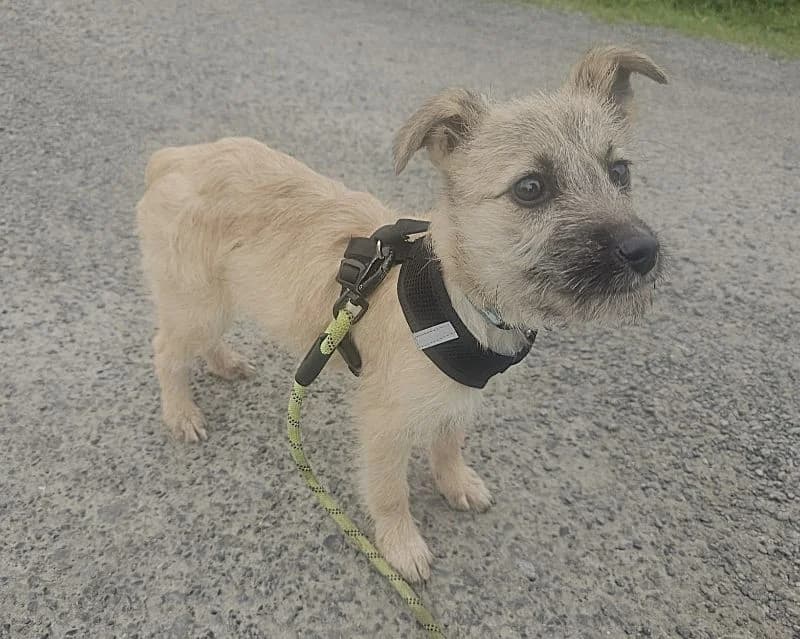 Lisa AVAILABLE, female puppy Mixed Breed for adoption at Islay Dog Rescue, Cumnock (Ayrshire)