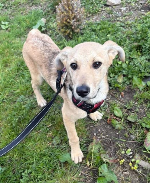 Louis AVAILABLE, male puppy Mixed Breed for adoption at Islay Dog Rescue, Cumnock (Ayrshire)