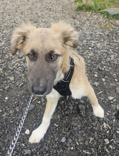 Lucky AVAILABLE, female puppy Mixed Breed for adoption at Islay Dog Rescue, Cumnock (Ayrshire)