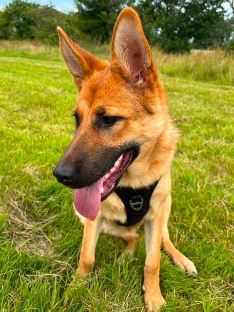 Luna AVAILABLE, female puppy mixed breed for adoption at Islay Dog Rescue, Cumnock (Ayrshire)