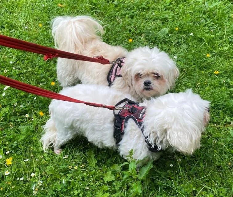 Marika & Lucia AVAILABLE, male senior mixed breed for adoption at Islay Dog Rescue, Cumnock (Ayrshire)