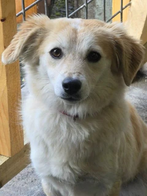Mia AVAILABLE, female puppy Mixed Breed for adoption at Islay Dog Rescue, Cumnock (Ayrshire)