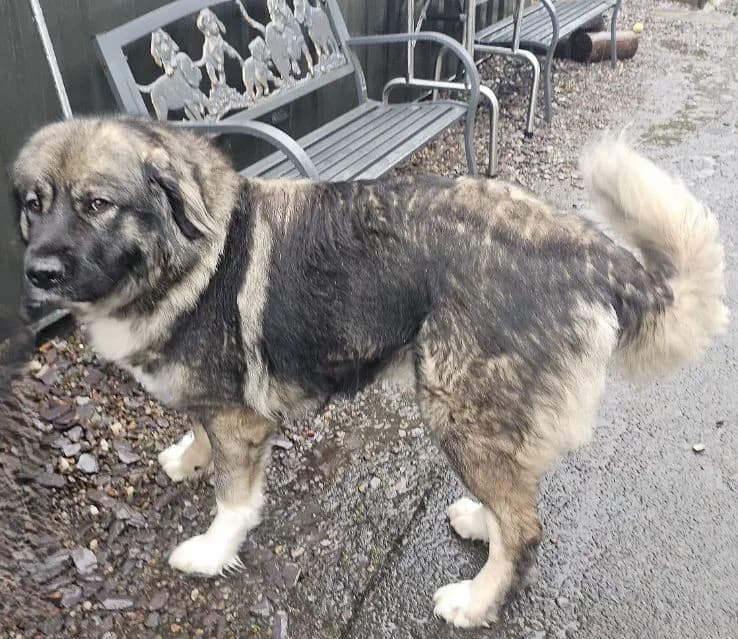 Mika AVAILABLE, female 3yo mixed breed for adoption at Islay Dog Rescue, Cumnock (Ayrshire)