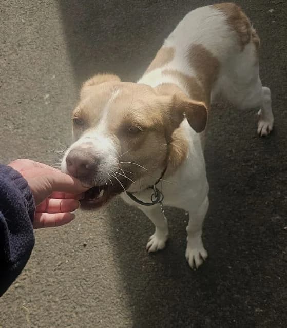 Milan AVAILABLE, male 3yo Mixed Breed for adoption at Islay Dog Rescue, Cumnock (Ayrshire)