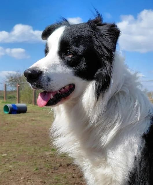 Milo AVAILABLE, male young Border Collie for adoption at Islay Dog Rescue, Cumnock (Ayrshire)