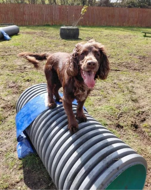 Milo AVAILABLE, male 4yo Cocker Spaniel for adoption at Islay Dog Rescue, Cumnock (Ayrshire)
