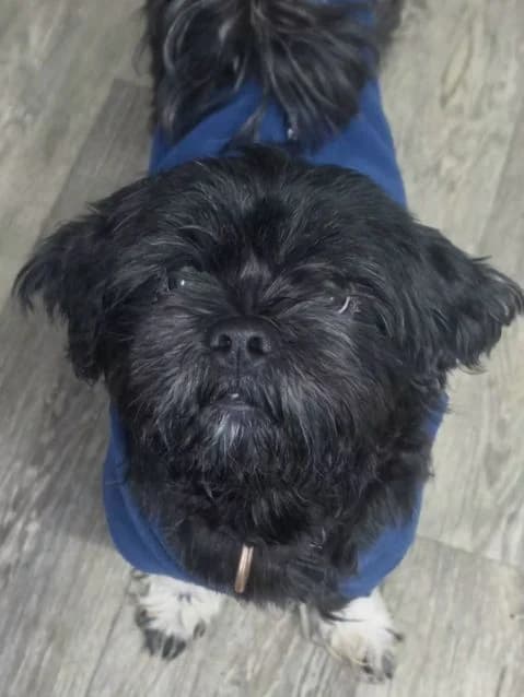 Orla AVAILABLE, female 4yo Shih Tzu for adoption at Islay Dog Rescue, Cumnock (Ayrshire)