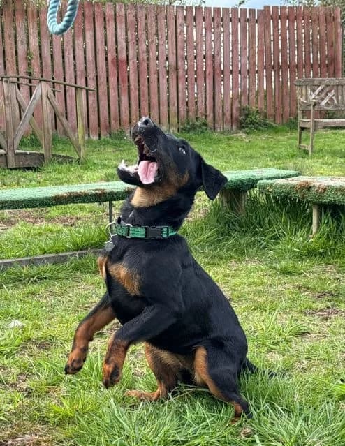 Pancake AVAILABLE, female puppy mixed breed for adoption at Islay Dog Rescue, Cumnock (Ayrshire)