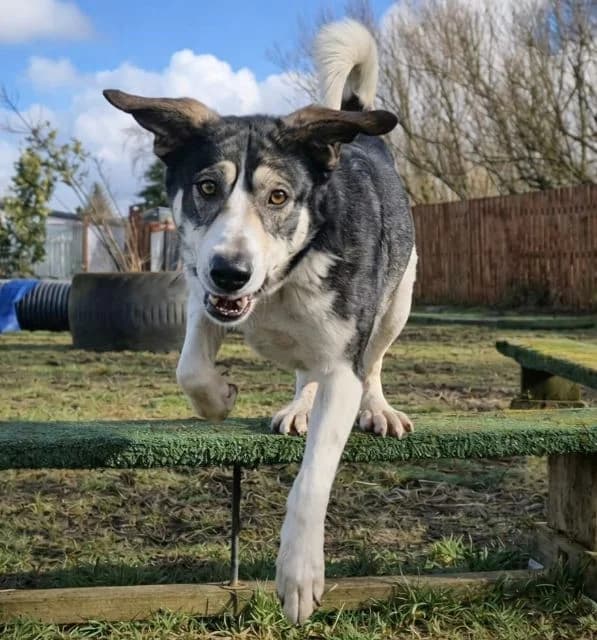 Poppy AVAILABLE, female 5yo Mixed Breed for adoption at Islay Dog Rescue, Cumnock (Ayrshire)