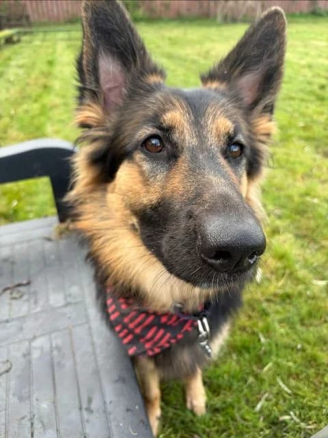 Rosa AVAILABLE, female young mixed breed for adoption at Islay Dog Rescue, Cumnock (Ayrshire)