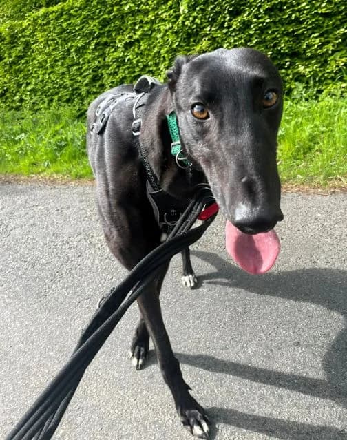 Sydney AVAILABLE, male 3yo Greyhound for adoption at Islay Dog Rescue, Cumnock (Ayrshire)