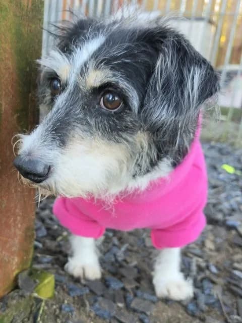 Tilly & Lucy AVAILABLE, male Mixed Breed for adoption at Islay Dog Rescue, Cumnock (Ayrshire)