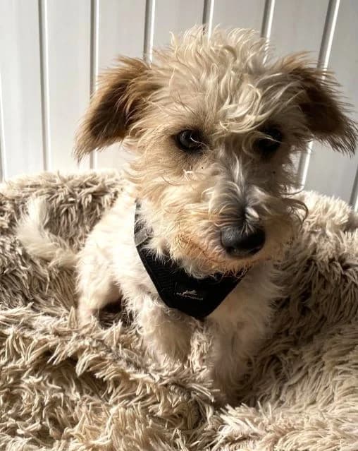 Tina AVAILABLE, female young Mixed Breed for adoption at Islay Dog Rescue, Cumnock (Ayrshire)