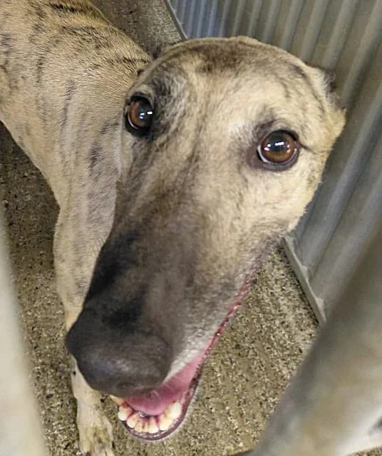 Toni AVAILABLE, male 5yo Greyhound for adoption at Islay Dog Rescue, Cumnock (Ayrshire)