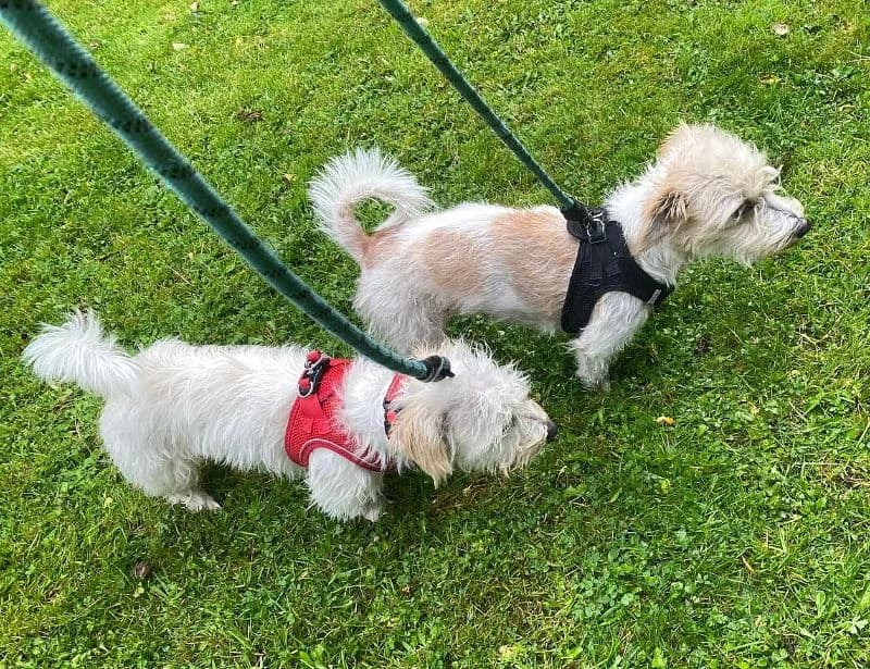Tula, female young Mixed Breed for adoption at Islay Dog Rescue, Cumnock (Ayrshire)
