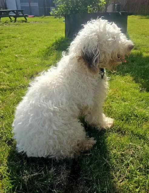 Willow, female puppy Labradoodle for adoption at Islay Dog Rescue, Cumnock (Ayrshire)