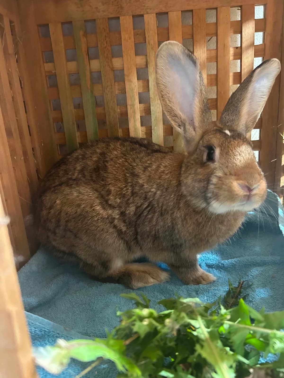 Barley, male Continental Giant for adoption at Ivy Dene Rabbit Rescue