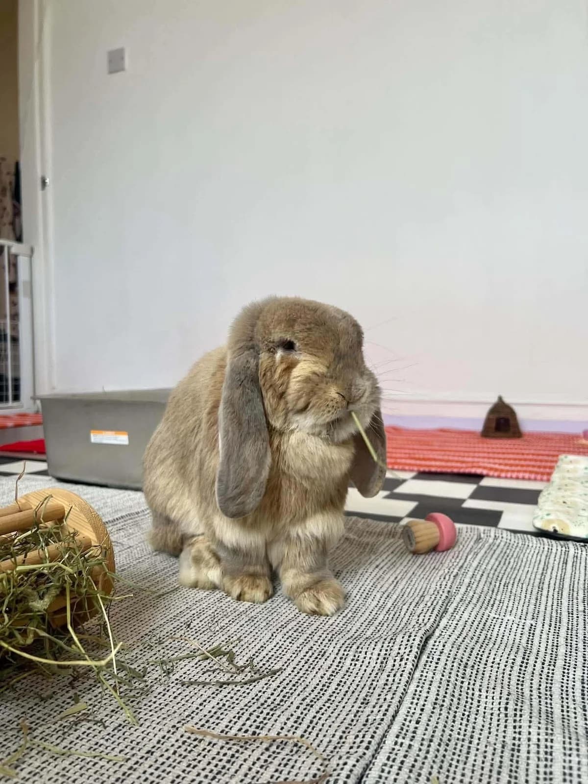Benjamin, male mixed breed for adoption at Ivy Dene Rabbit Rescue