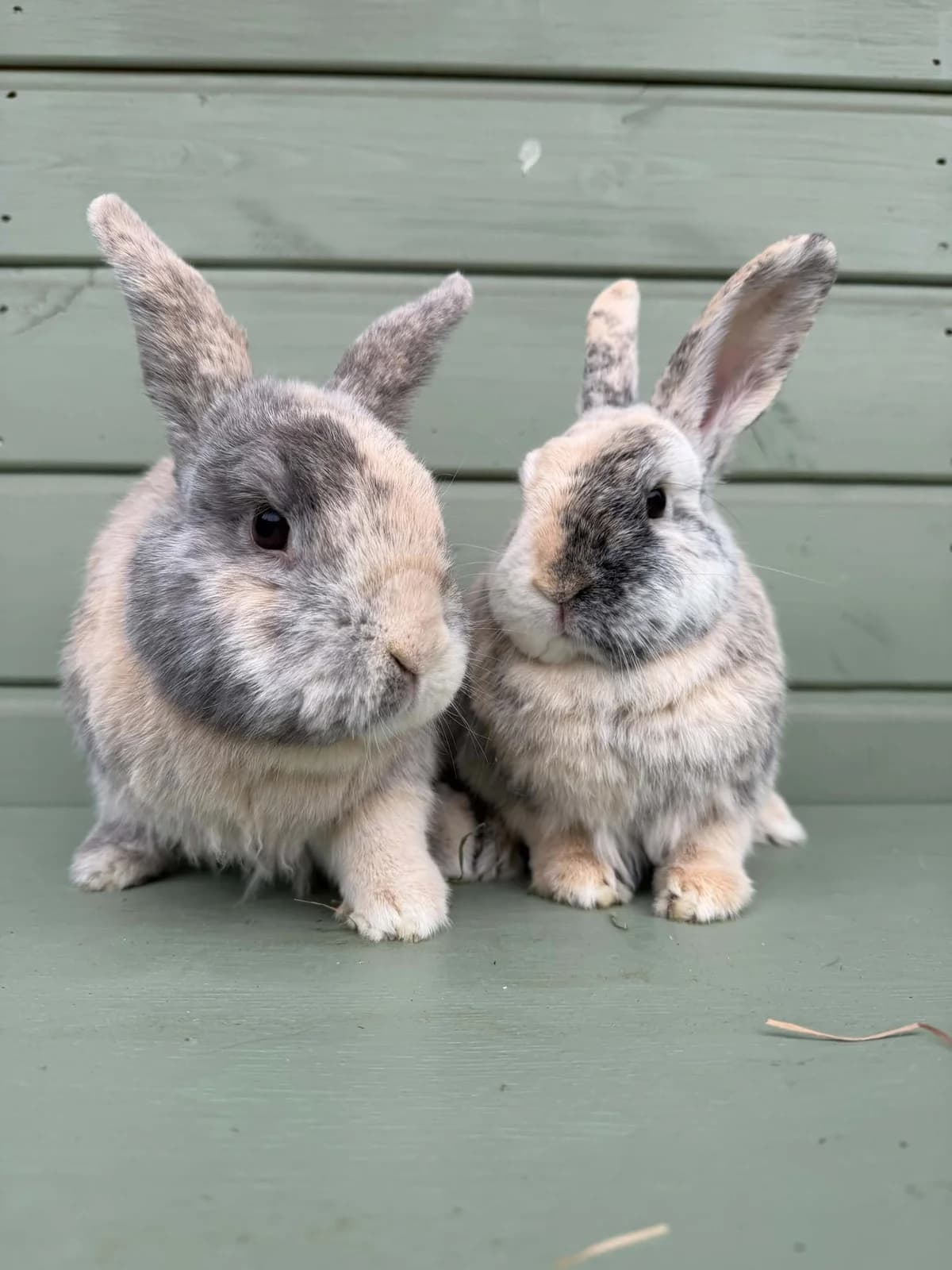 Boba & Tapioca, female mixed breed for adoption at Ivy Dene Rabbit Rescue